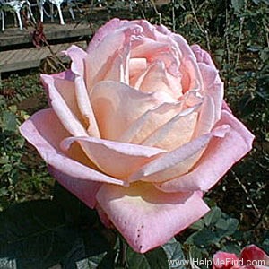 'Chicago Peace' rose photo