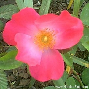 'Chuckles (floribunda, Shepherd 1956)' rose photo