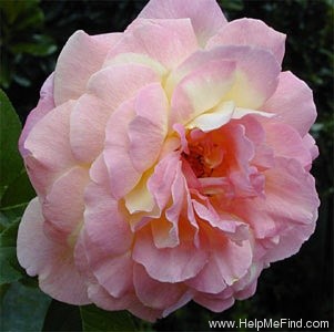 'Tahiti (hybrid tea, Meilland, 1947)' rose photo