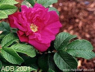 'Dart's Dash' rose photo