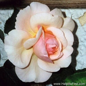 'A Shropshire Lad' rose photo