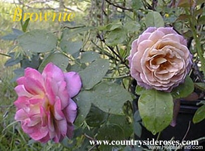 'Brownie (floribunda, Boerner 1958)' rose photo