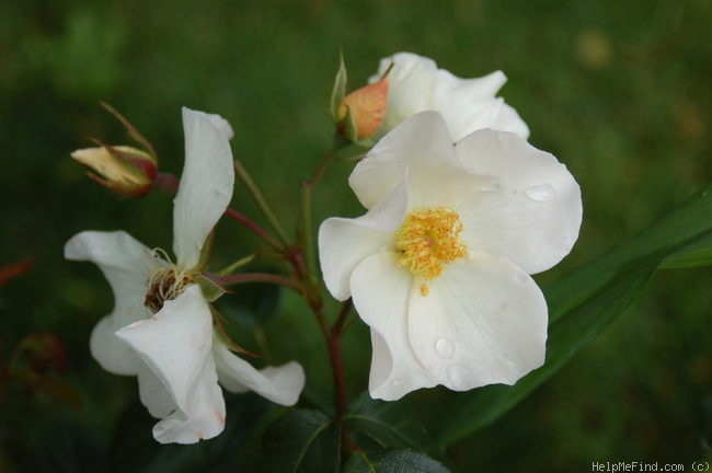 'Sally Holmes (Hybrid Musk, Holmes 1976)' rose photo