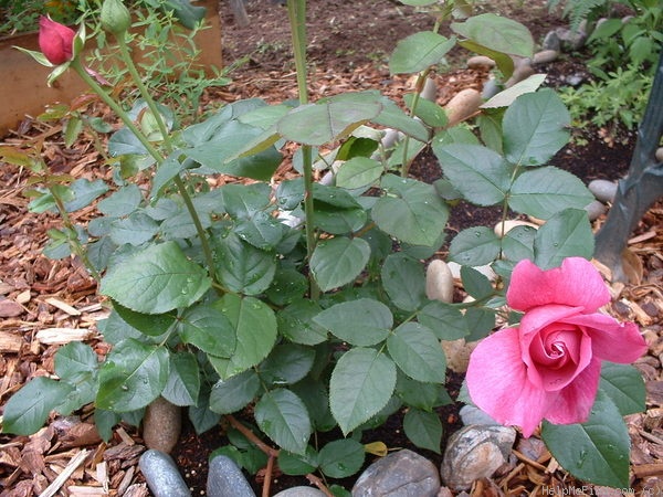 'Heirloom (hybrid tea, Warriner 1972)' rose photo
