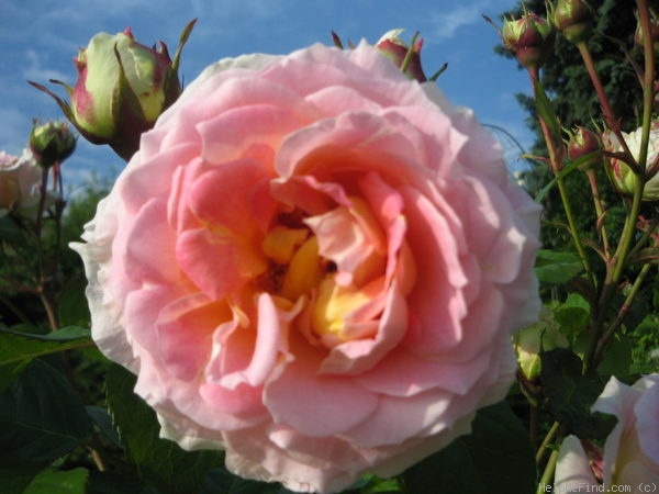 'César ® (climber, Meilland, 1993)' rose photo