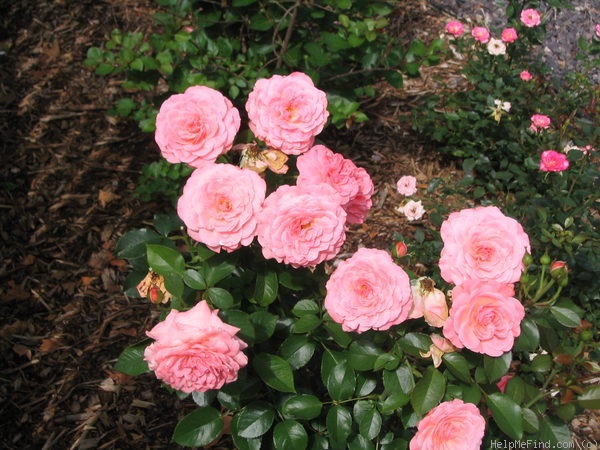 'Sexy Rexy ® (Floribunda, McGredy, 1978)' rose photo