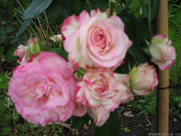 'Jubilé du Prince de Monaco ®' rose photo