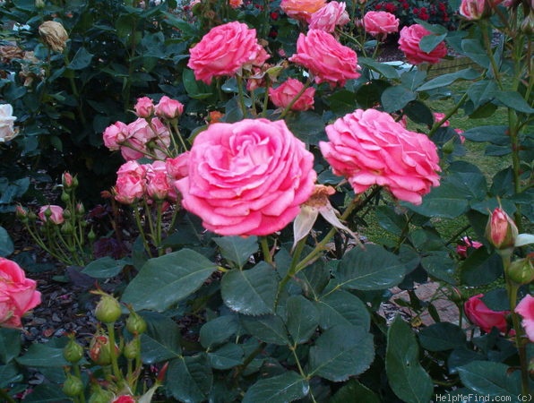 'America (Large Flowered Climber, Warriner, 1976)' rose photo