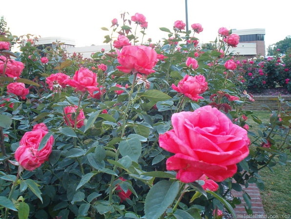 'Tropicana' rose photo