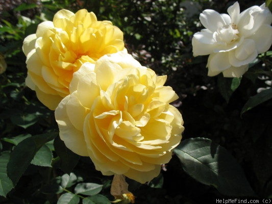 'Graham Thomas' rose photo