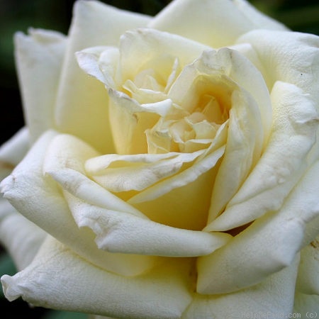 'Perle des Jardins' rose photo