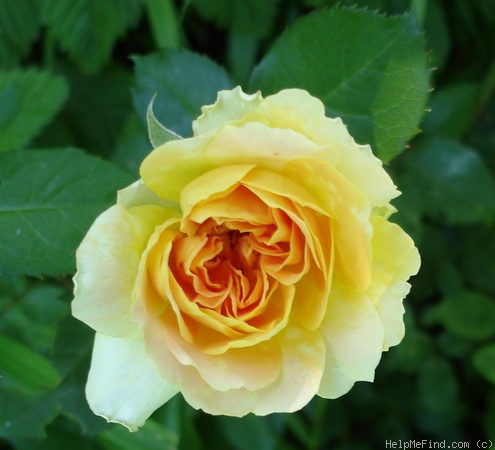 'Molineux' rose photo