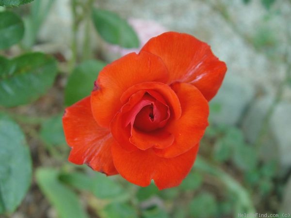'Camara ®' rose photo