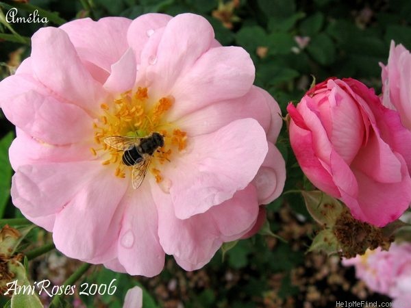 'Amélia (alba, Vibert, 1823)' rose photo