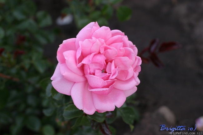 'Home & Garden ® (floribunda, Kordes 2001)' rose photo