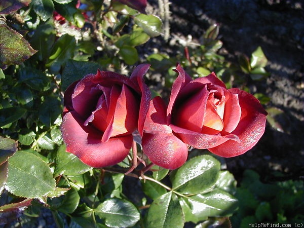 'Hot Cocoa ™ (Floribunda, Carruth 2001)' rose photo
