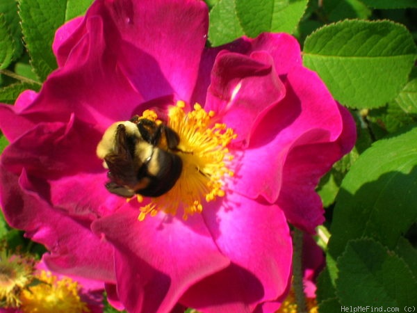 'Belle Sultane' rose photo