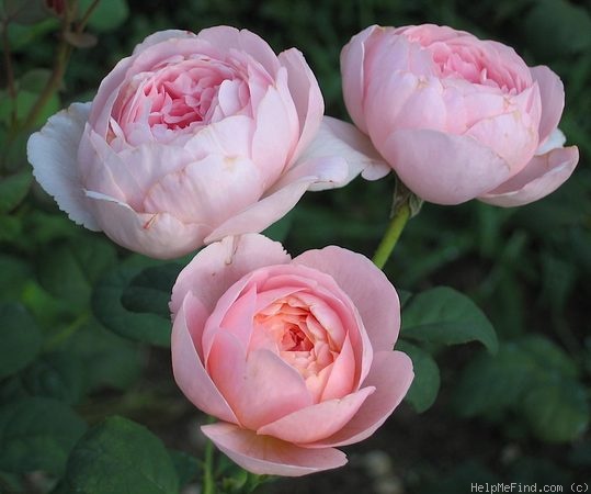 'Queen of Sweden' rose photo