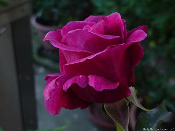'Intrigue (floribunda, Warriner 1982)' rose photo