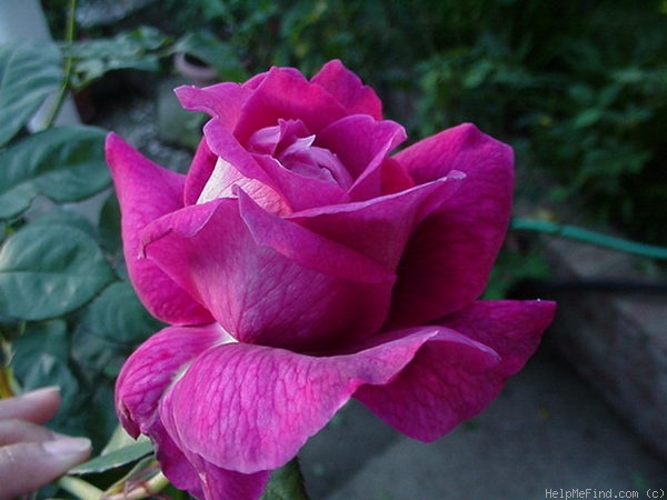 'Intrigue (floribunda, Warriner 1982)' rose photo