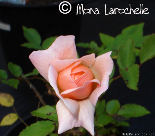 'Arethusa (china, Paul, 1903)' rose photo