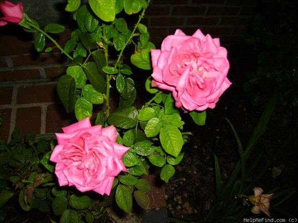 'Miss All-American Beauty' rose photo