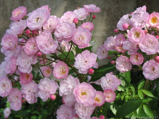 'Heavenly Pink ® (Hybrid Musk, Lens 1997)' rose photo