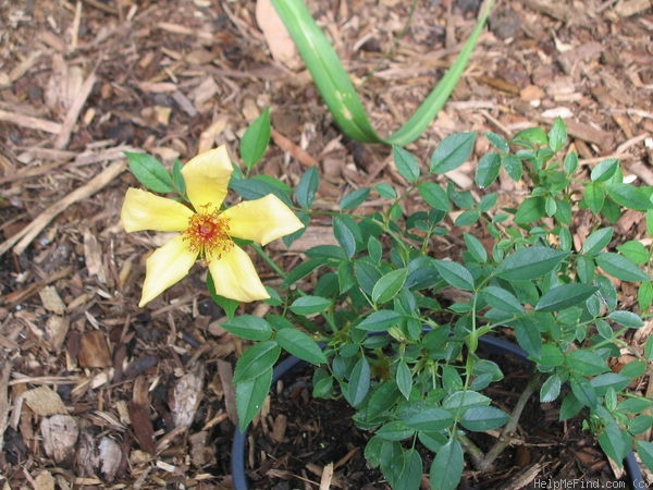 'Candleflame' rose photo