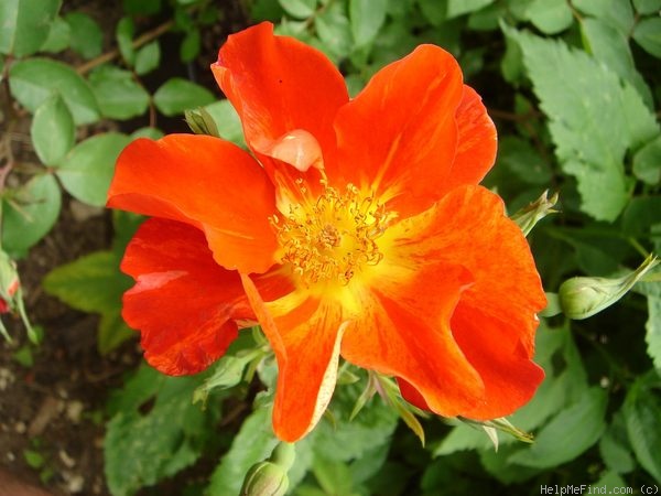 'Candle in the Wind' rose photo