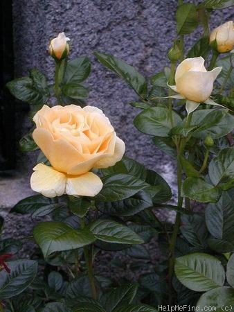 'Michelangelo ® (hybrid tea, Meilland before 1997)' rose photo