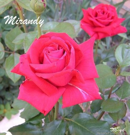 'Mirandy (Hybrid Tea, Lammerts 1944)' rose photo