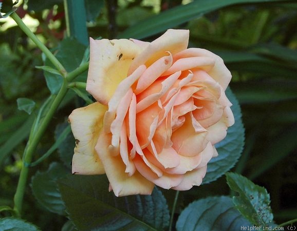 'Barock ® (climber, Evers/Tantau, 1999)' rose photo