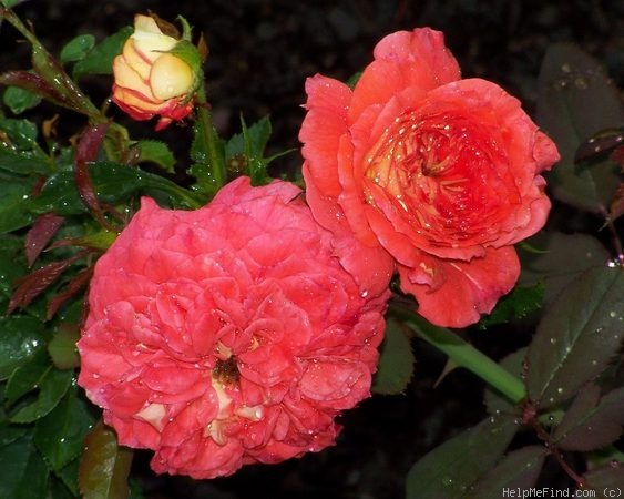 'Gebrüder Grimm ®' rose photo