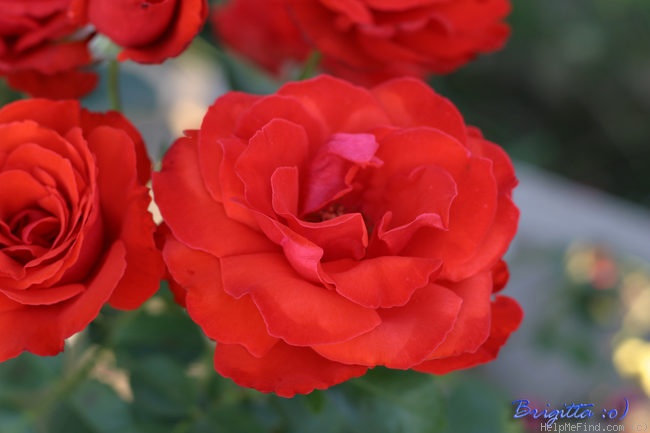 'Chorus ®' rose photo