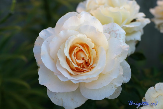 'Commonwealth Glory' rose photo