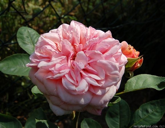 'Proud Bride ®' rose photo