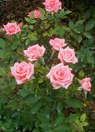 'Tampa Bay Rosarian'  photo