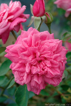 'Malmaison Rouge (bourbon, Gonod, 1882)' rose photo