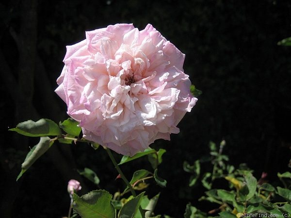 'Homère' rose photo