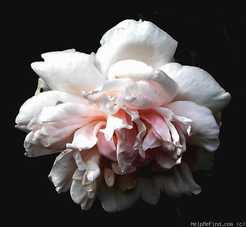 'Madame Alfred Carrière (noisette, Schwartz 1875)' rose photo
