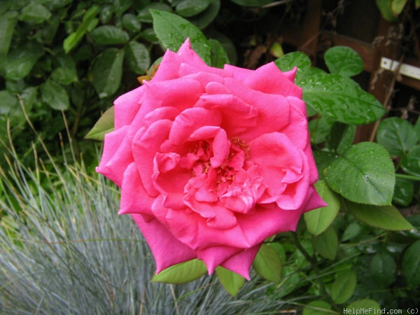 'Gladiator' rose photo