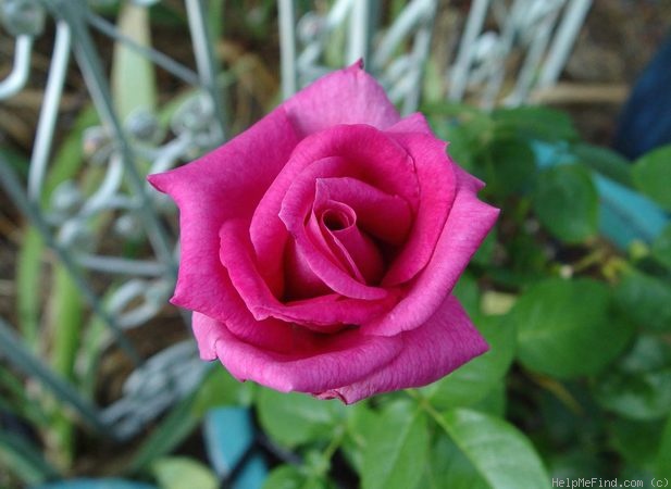 'Purple Beauty' rose photo