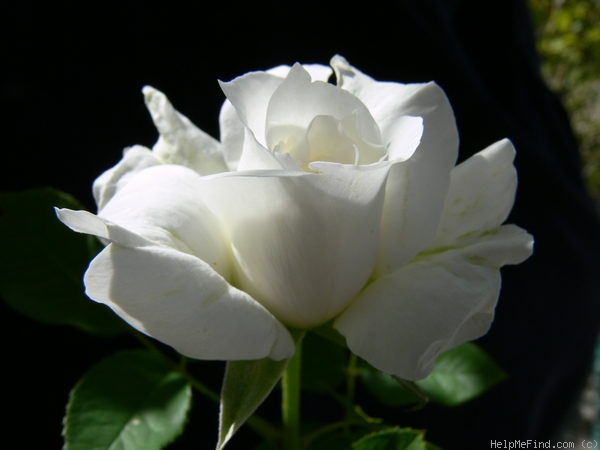 'Annapurna (hybrid tea, Dorieux 2000)' rose photo