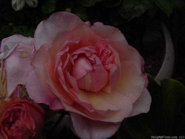 'Gruss an Aachen (Hybrid Tea, Hinner 1909)' rose photo