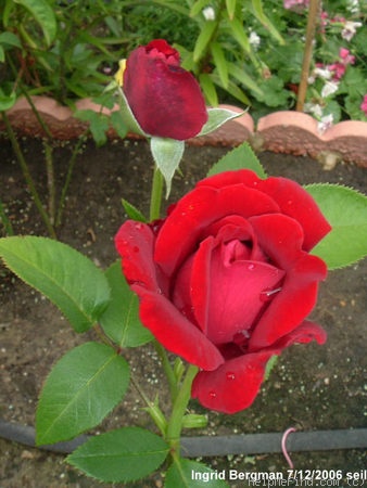 'Ingrid Bergman ®' rose photo