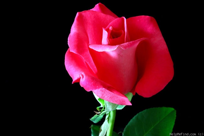 'Peter Frankenfeld ®' rose photo