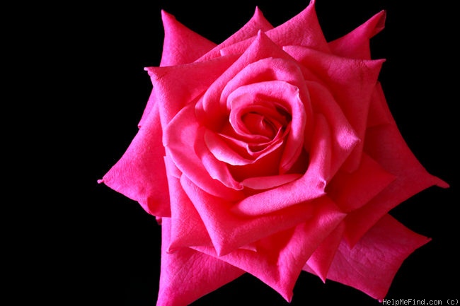 'Peter Frankenfeld ®' rose photo