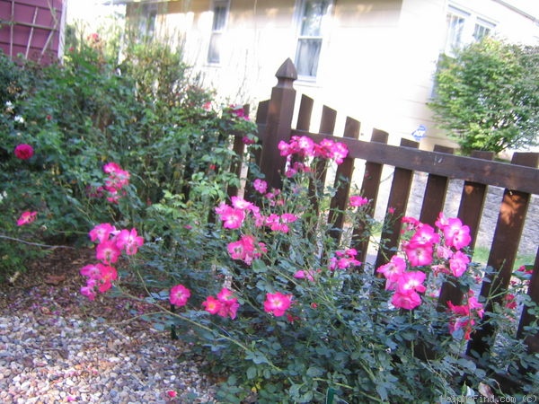 'Chuckles (floribunda, Shepherd 1956)' rose photo