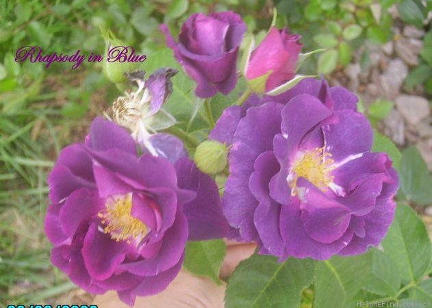 'Rhapsody in Blue ™' rose photo