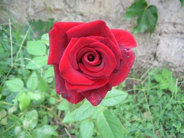 'Black Magic ® (hybrid tea, Evers/Tantau, 1995)' rose photo